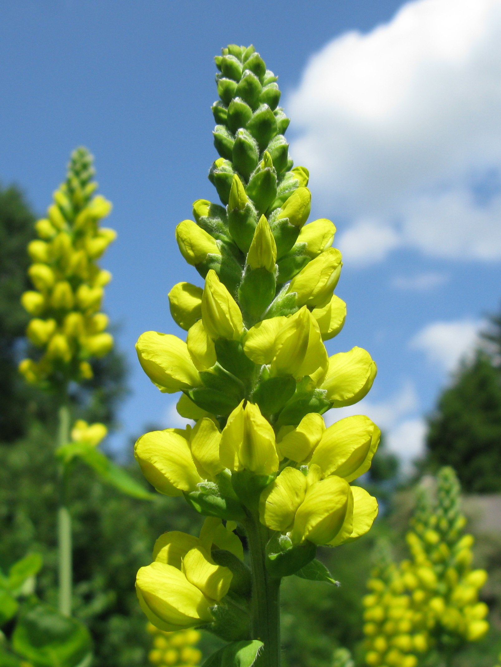 Thermopsis caroliniana.jpg