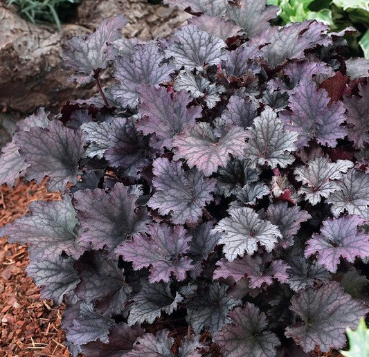 Heuchera 'Frosted Violet' - Alumroot (Quart)