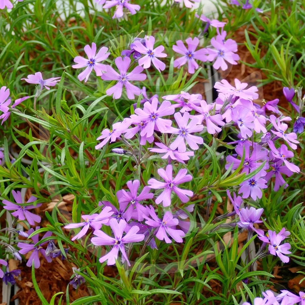 Phlox subulata 'Purple Beauty' - Moss Phlox (Quart)