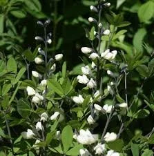 Baptisia leucantha.jpg