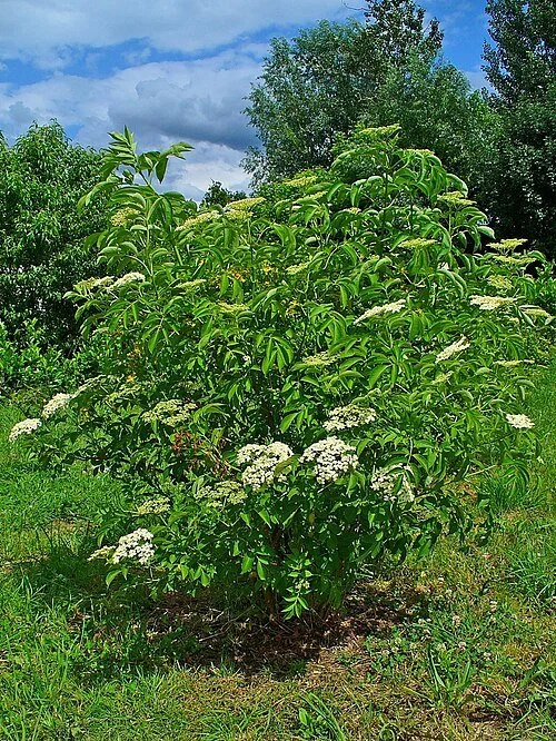 Sambucus canadensis - Elderberry (Gallon)