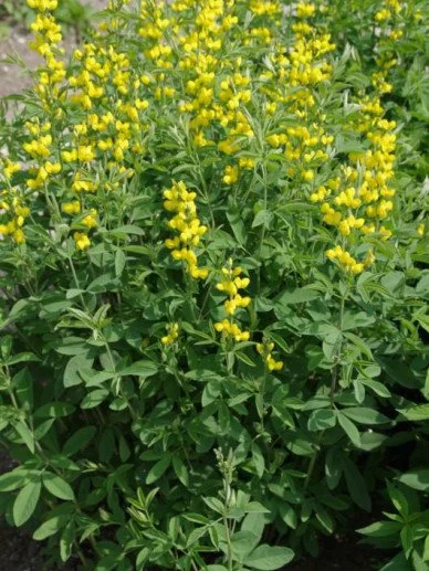 Thermopsis_caroliniana.jpg