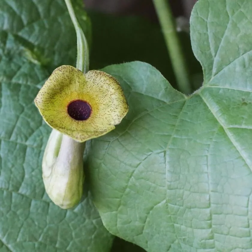 Aristolchia durior_flower.jpg
