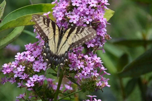 Phlox paniculata 'Jeana' - Garden Phlox (Quart)