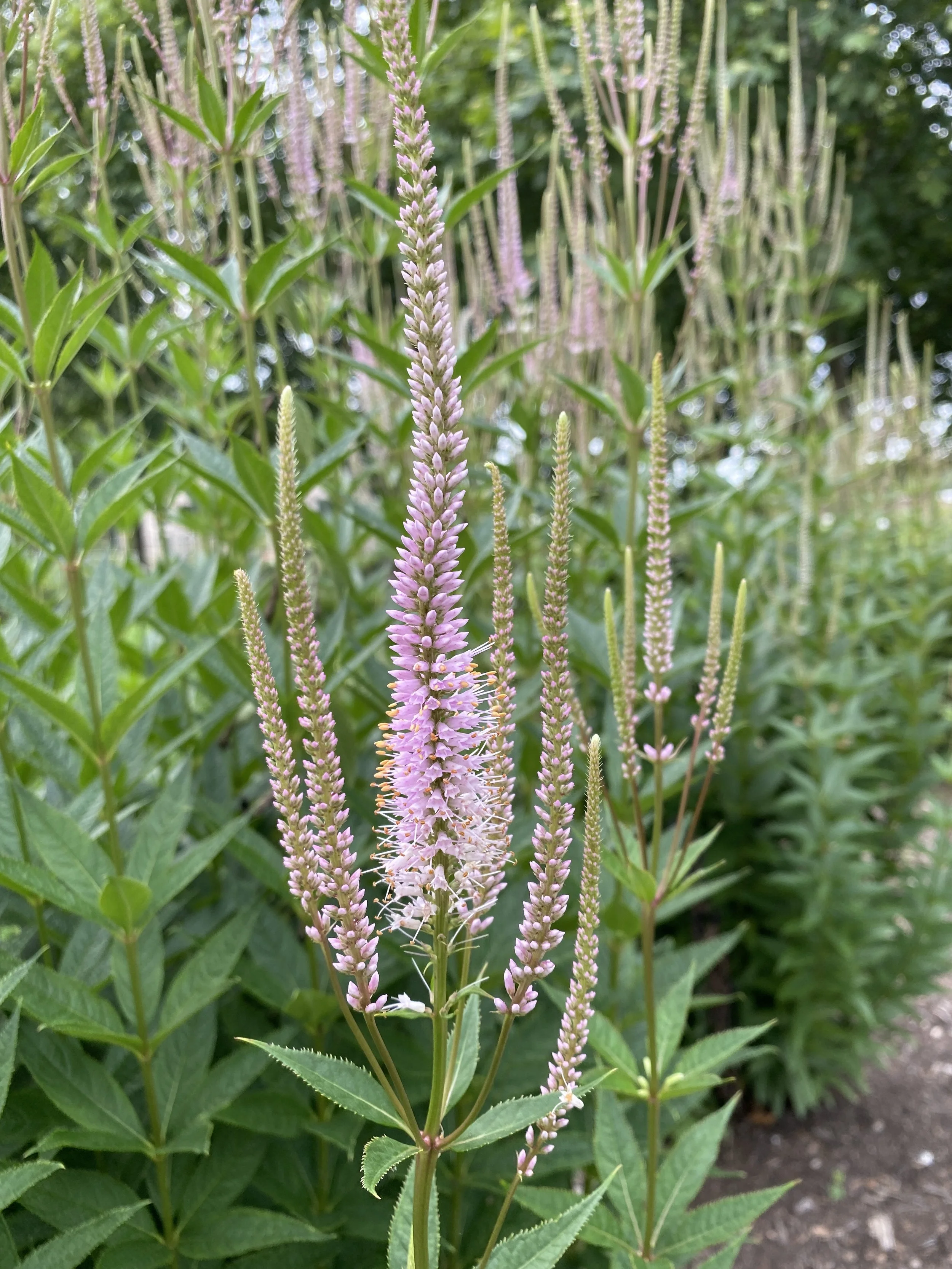 Veronicastrum Queen of Diamonds.jpg