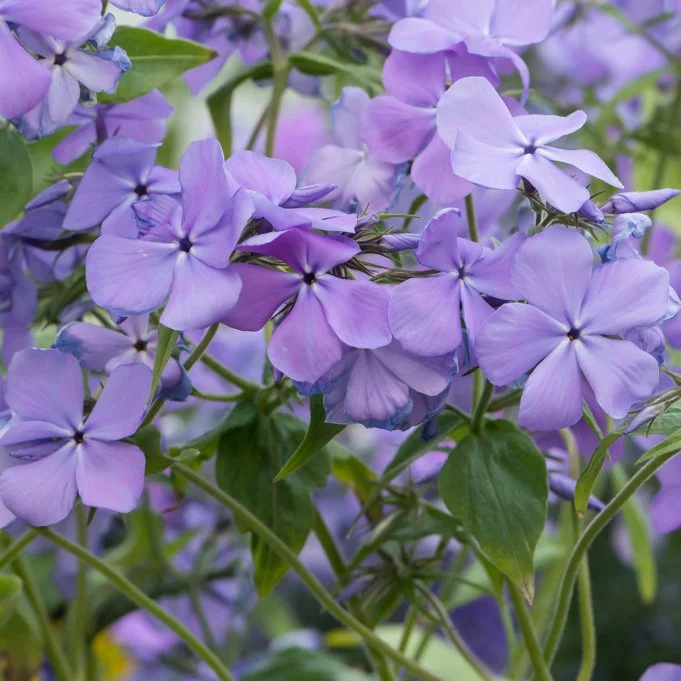 Phlox divaricata 'Blue Moon' - Woodland Phlox (Quart)