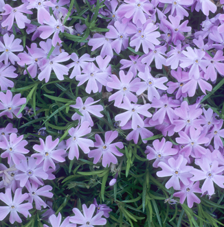 Phlox subulata 'Emerald Blue' - Moss Phlox (Quart)