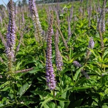Veronicastrum virginicum 'Cupid' - Culver's Root (Gallon)