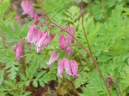 Dicentra eximia.jpg