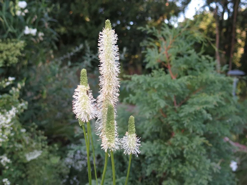 Sanguisorba canadensis2.jpg
