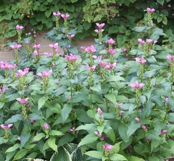 Chelone lyonii Tiny Tortuga.jpg