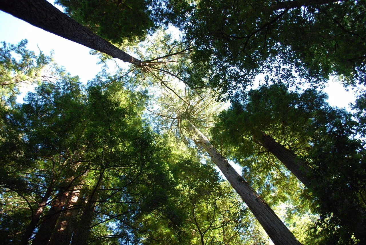 We All Need Grief Skills