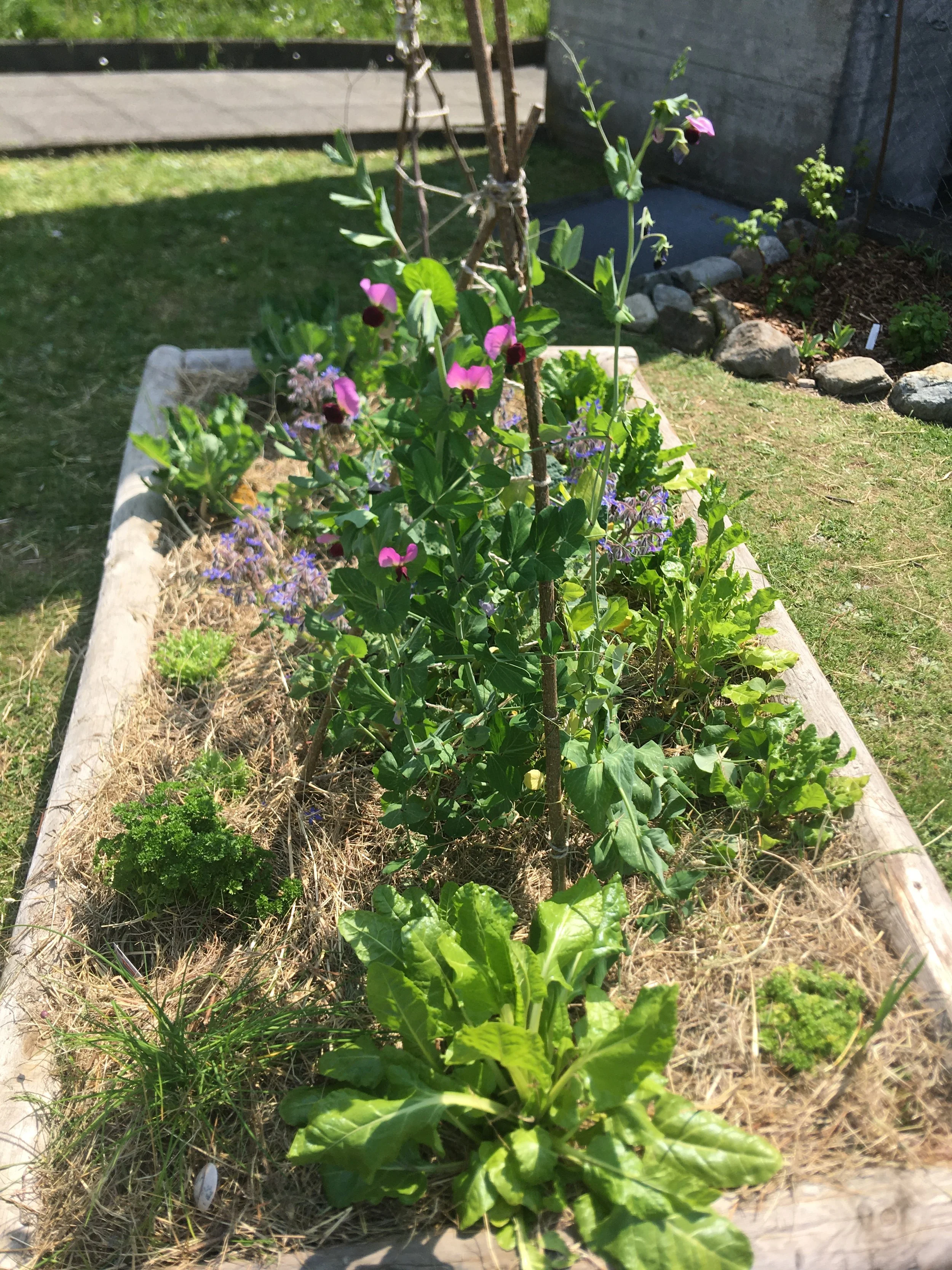 Cassone con tronchi SE San Nazzaro.JPG