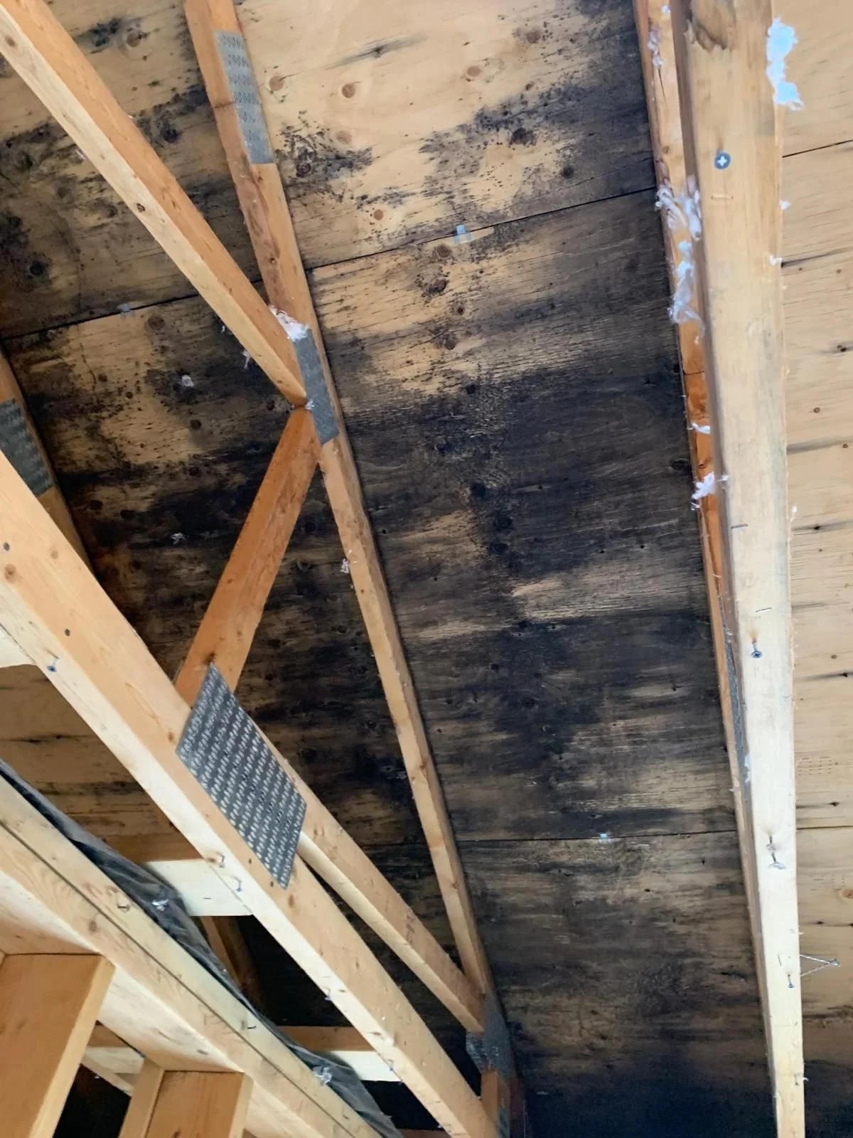 Mold Restoration
