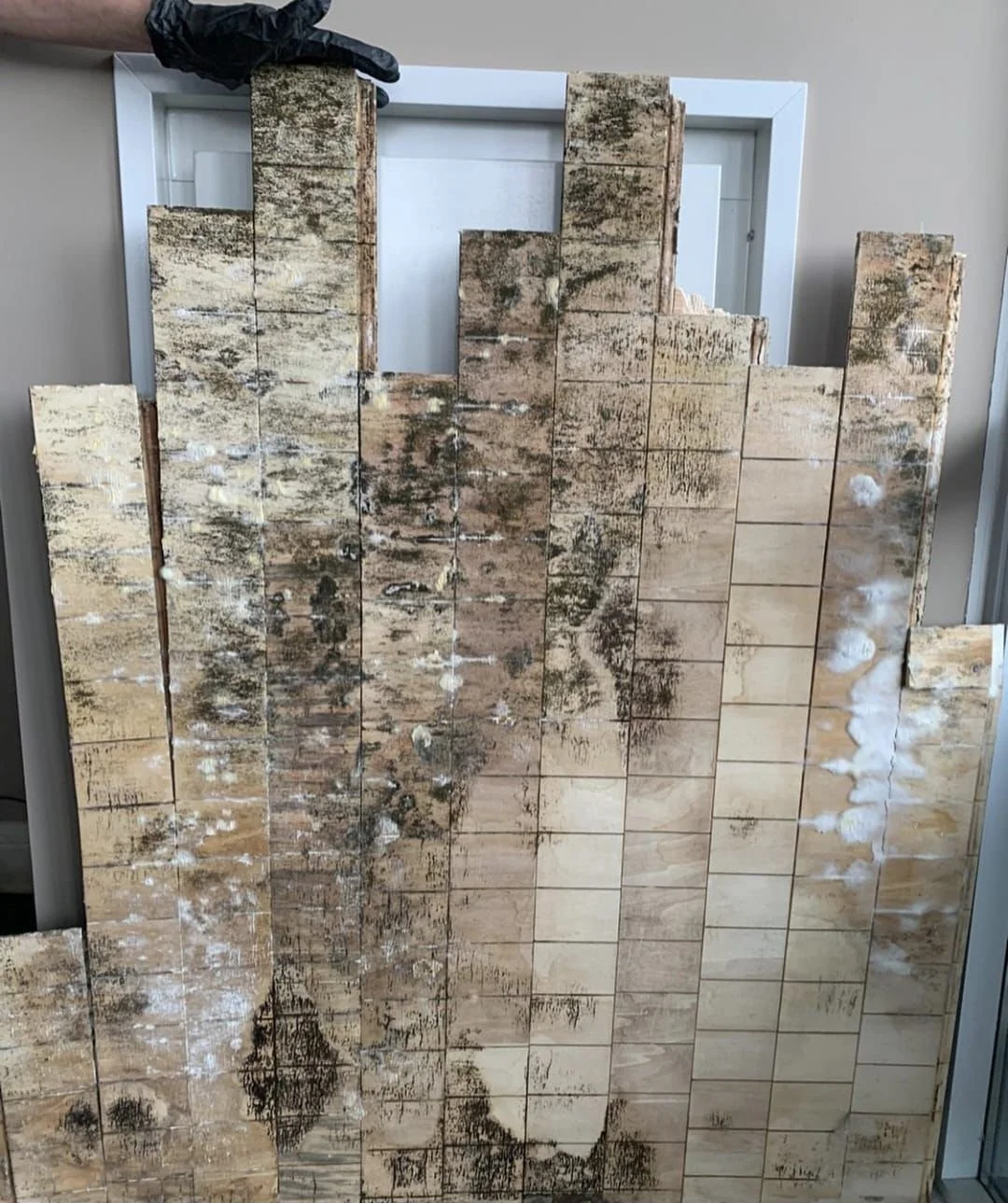 Mold Restoration