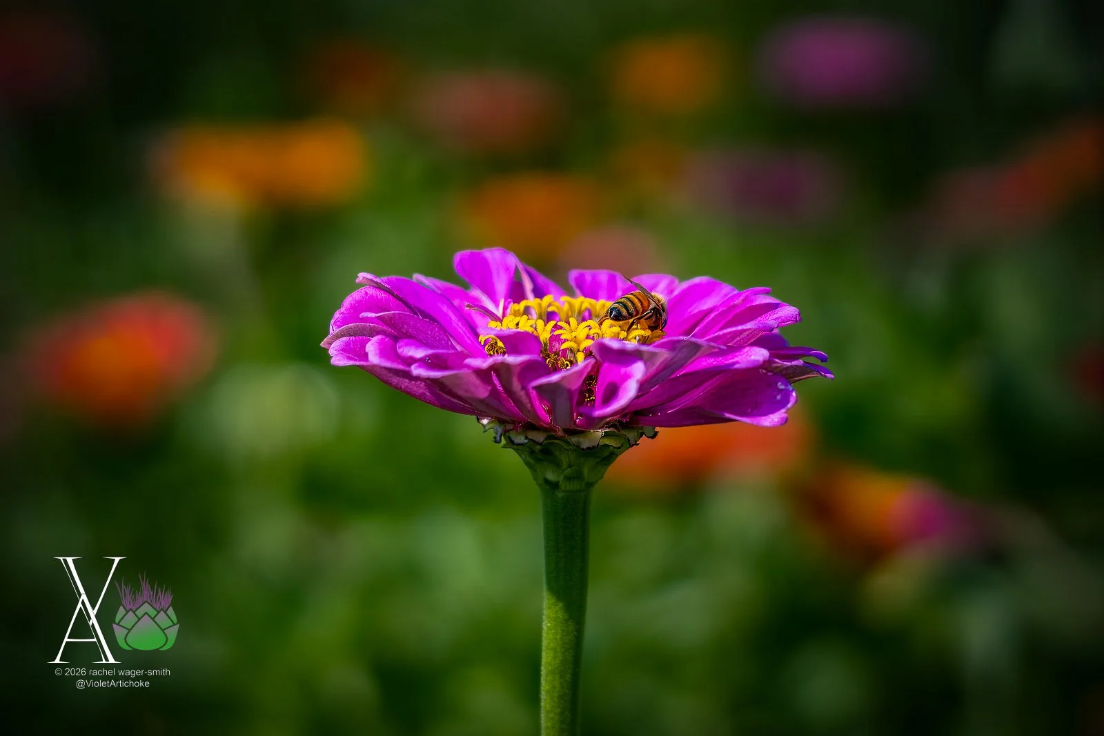 Violet-Artichoke-DITL-Sample-Skating-5.JPG