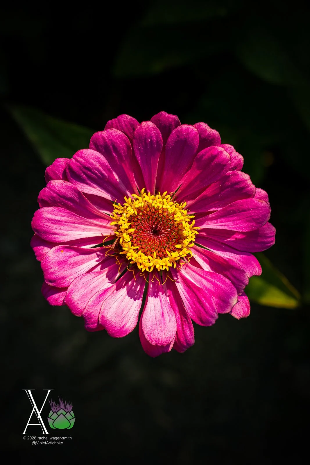 Violet-Artichoke-DITL-Sample-Skating-13.JPG