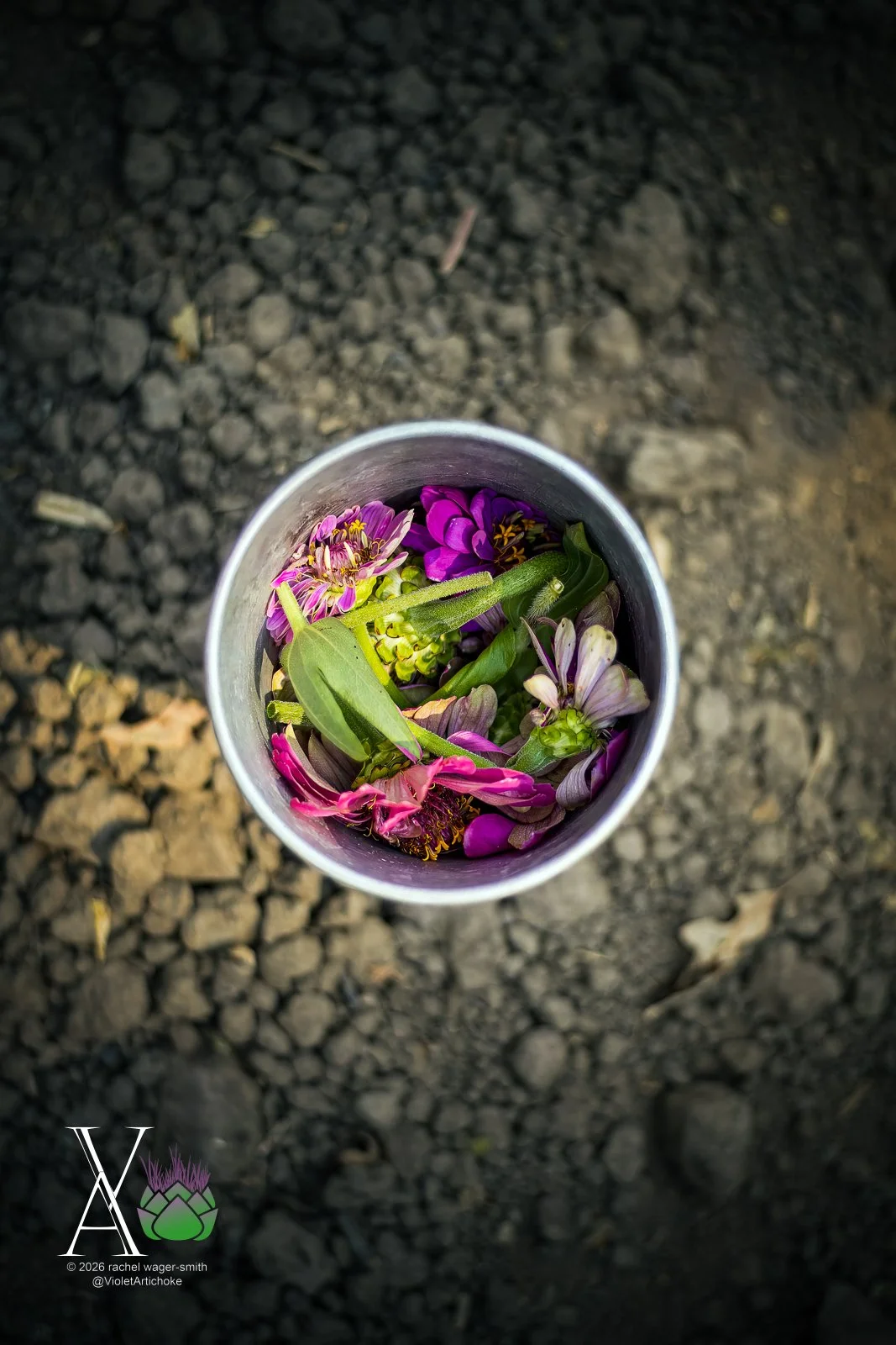 Violet-Artichoke-DITL-Sample-Skating-25.JPG