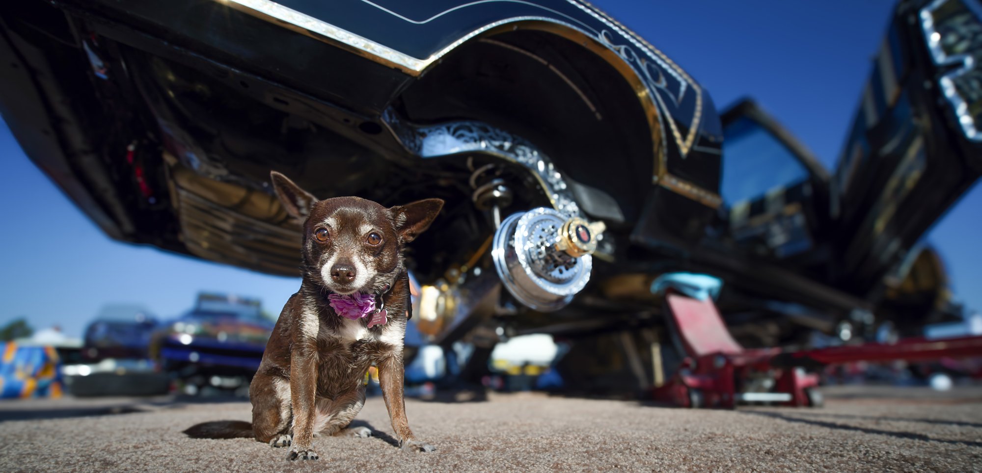 NEW MEXICO EXPERIENCE 2ND PLACE: MATTHEW POLLARD - "The Guard Dog." I found this beautiful brown Chihuahua standing in front of one of the fancy lowriders at the Borderland Car show in Las Cruces. When I met the dog and her family, I was informed tha
