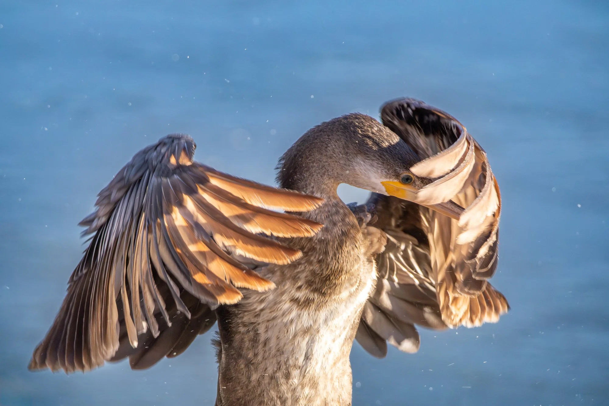 WILDLIFE HONORABLE MENTION: KELLY DUNBAR - "Peekaboo." We are so fortunate to live in New Mexico, where we have diversity in our land, people, wildlife, and feathered friends.  In the winter, Tingley Beach becomes a wonderful haven for waterfowl, rap