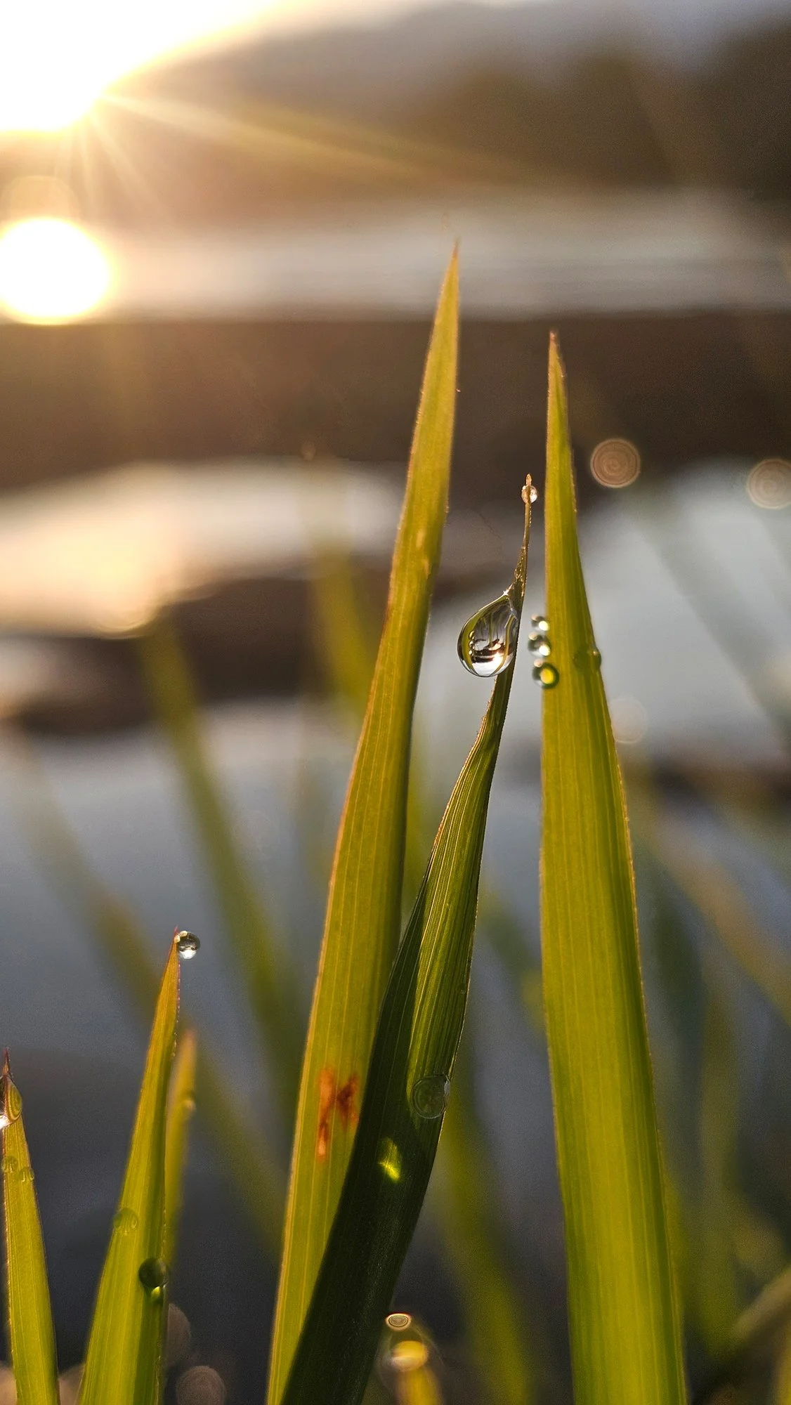 MOBILE 2ND PLACE: PETER BEACH - "Alameda Sunrise." 