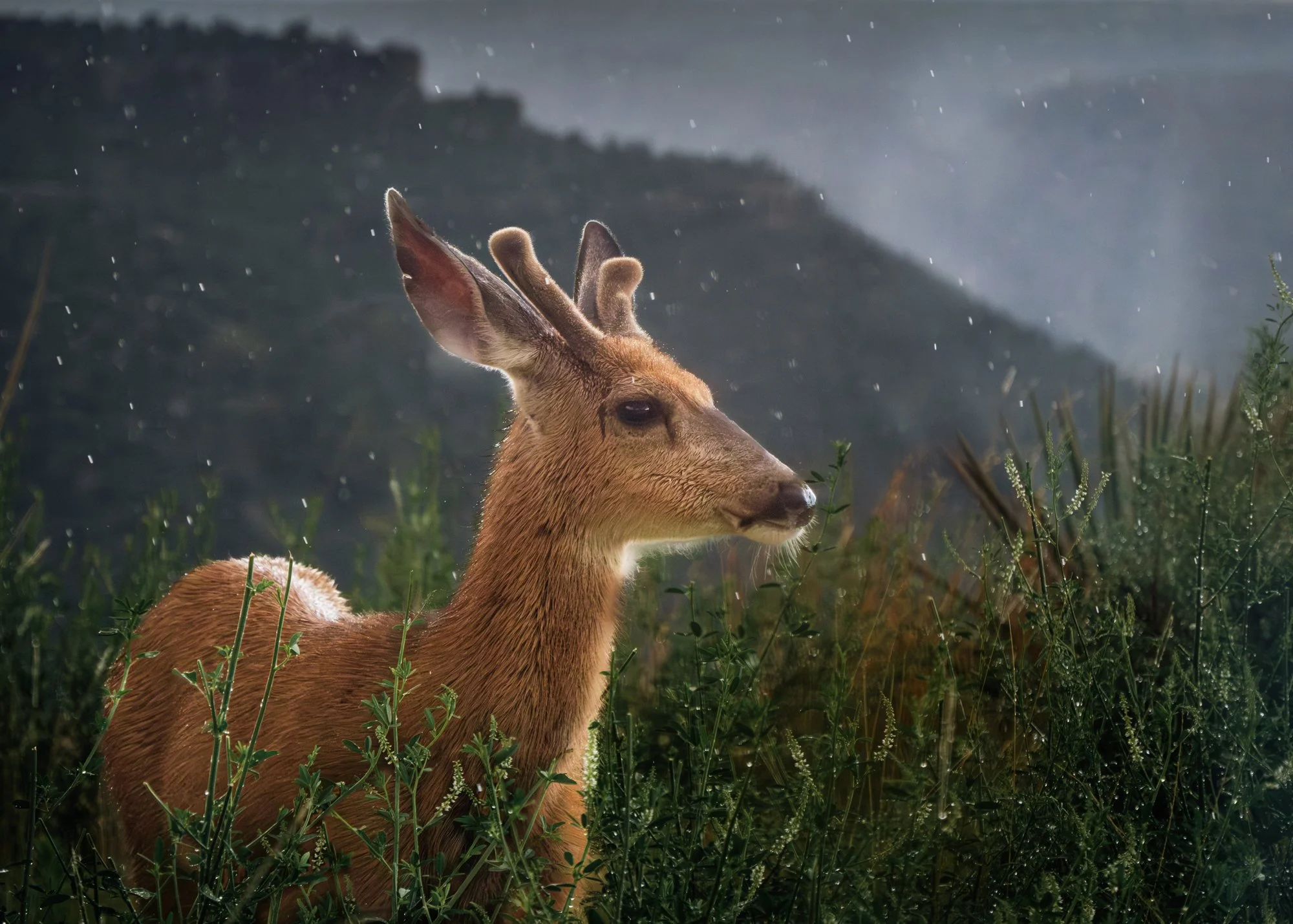 WILDLIFE 2ND PLACE: NANCY RICE - "In the Rain." 