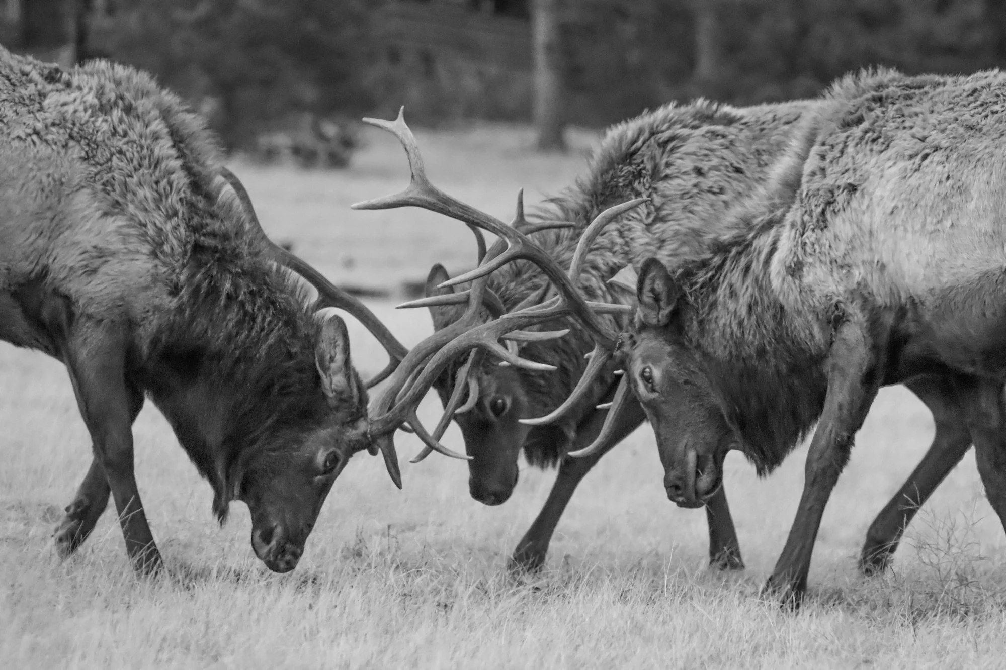 WILDLIFE HONORABLE MENTION: MARK KRASBERG - "Elk Ménage à Trois" We were driving up north in December, 2024, when we came across several battling bull elk. Three of them locked horns, and they gradually spun around several times quite close to us. I 