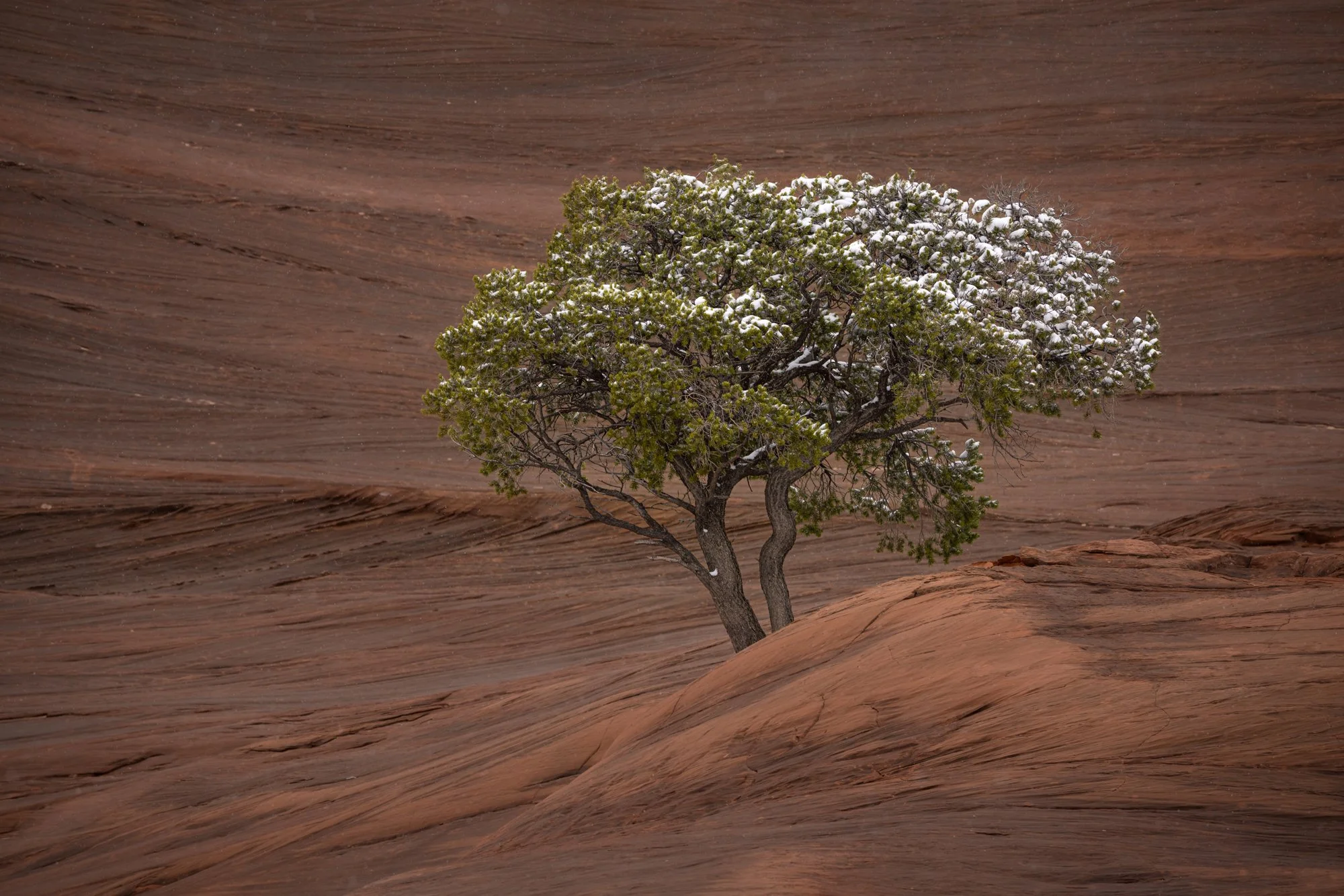LANDSCAPE HONORABLE MENTION: IGAL BRENER - "Winter Simplicity." I am consistently drawn to the sight of trees thriving in New Mexico's rocky desert landscapes. This photograph was captured during a hike in a red rock area of western New Mexico, coinc