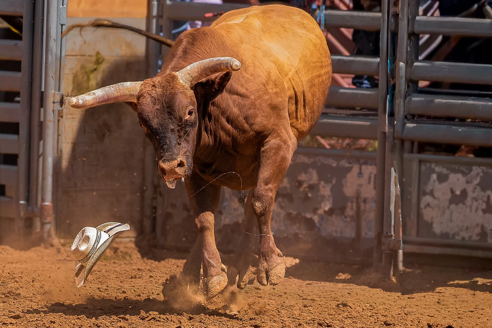 NEW MEXICO EXPERIENCE HONORABLE MENTION: JEAN TEMPLETON - "The Hat."
Once the gate flies open, and the bull and rider come charging out, it’s hard to know what to focus on as it's all happening so fast! Until I started looking through my photos, I di