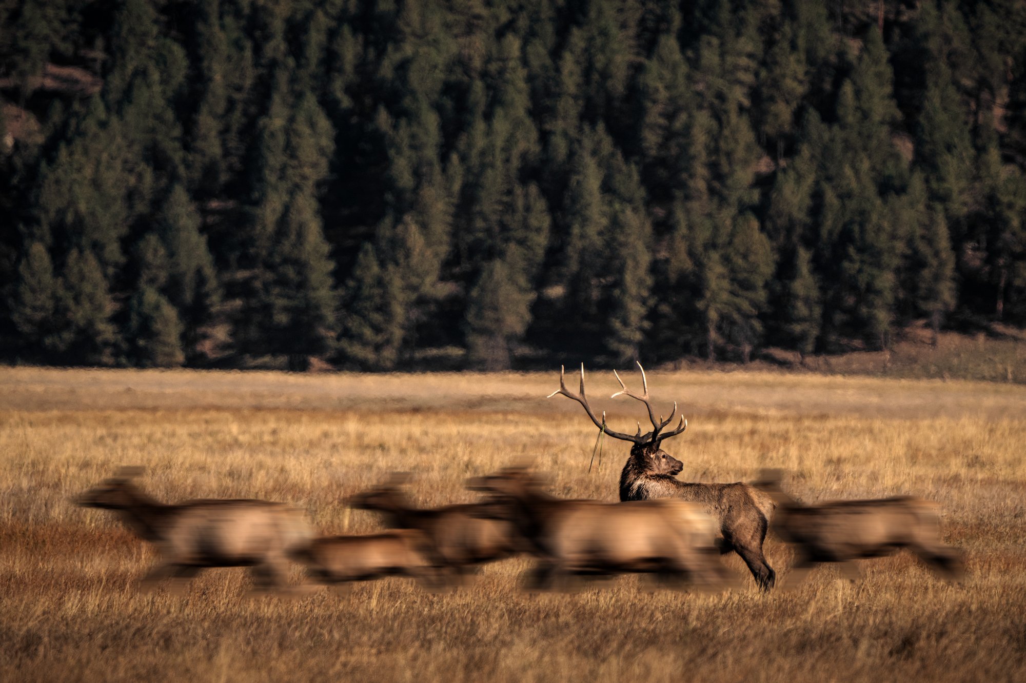 WILDLIFE 1ST PLACE: GRAYSON KEMP "Rush of the Rut." When I took this photograph in the Valles Caldera National Preserve, what struck me wasn’t the movement—it was how the movement told a story.  The herd rushed back toward the bull in a surge of hoov