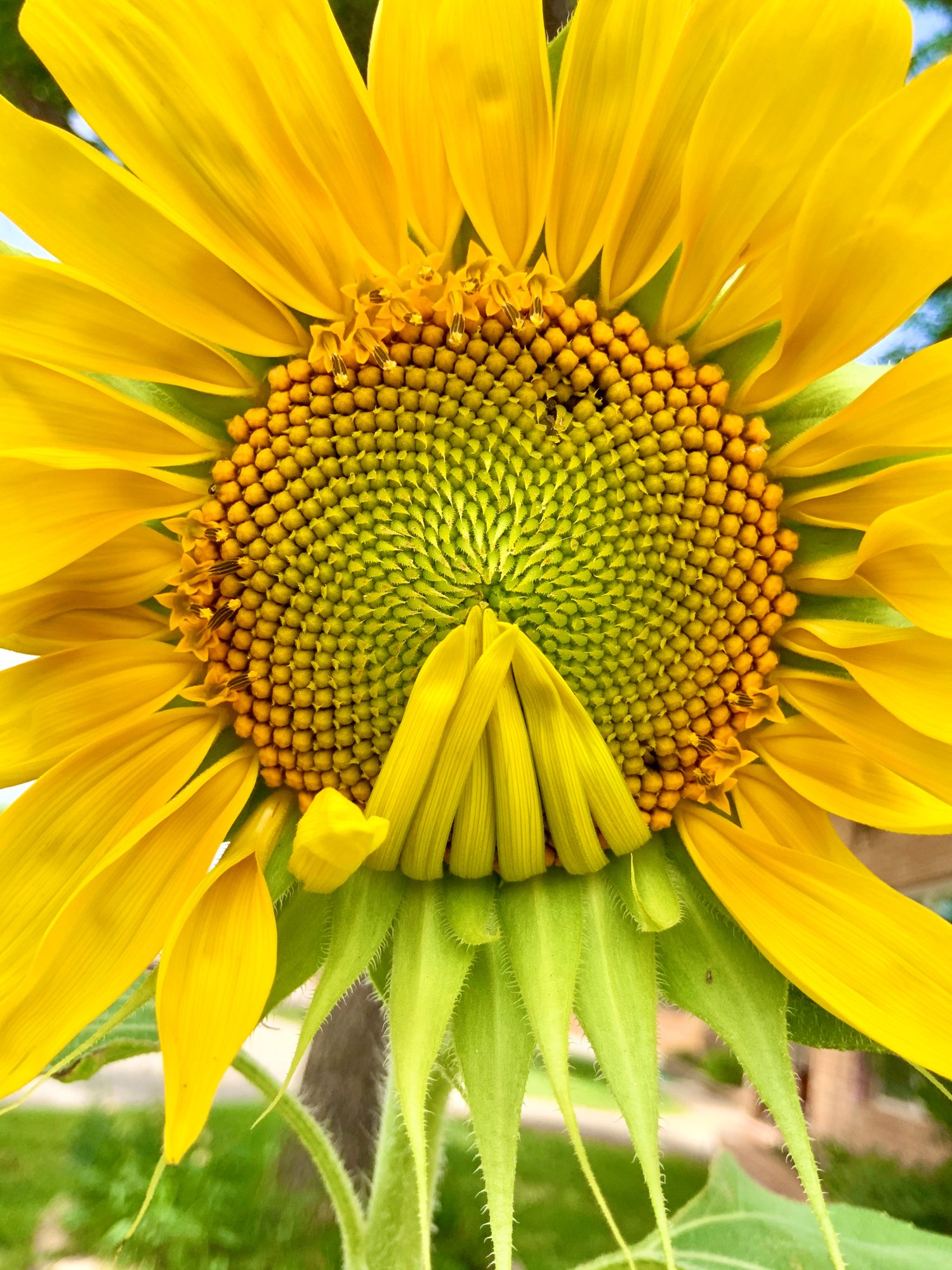 MOBILE 3RD PLACE: KAYLA LIECHTY - "Secrets of a Sunflower." Portales is my home, and our small community lives up to its moniker, Warm Heart of the Sunbelt.  Sunflowers and Valencia peanuts grow easily and abundantly here. I took this photo in July a