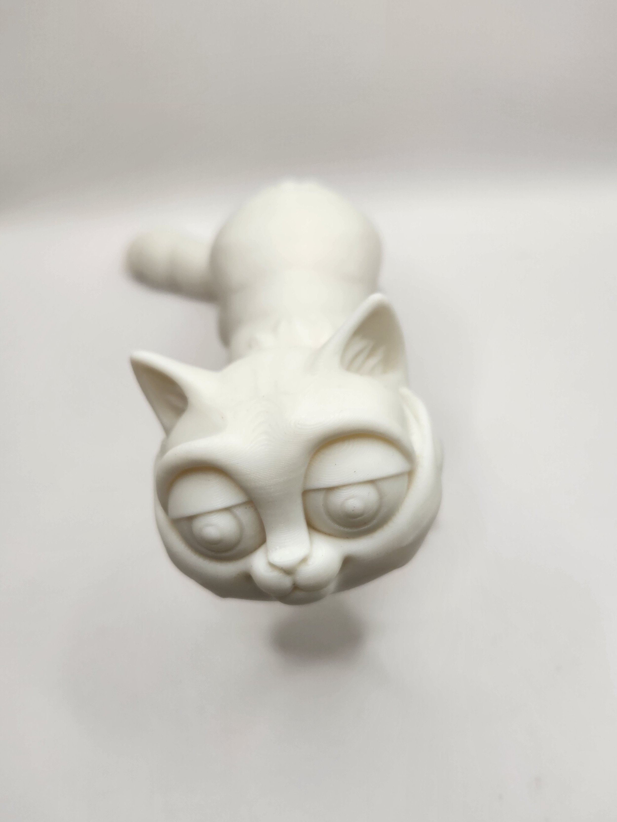 Cat White.jpg