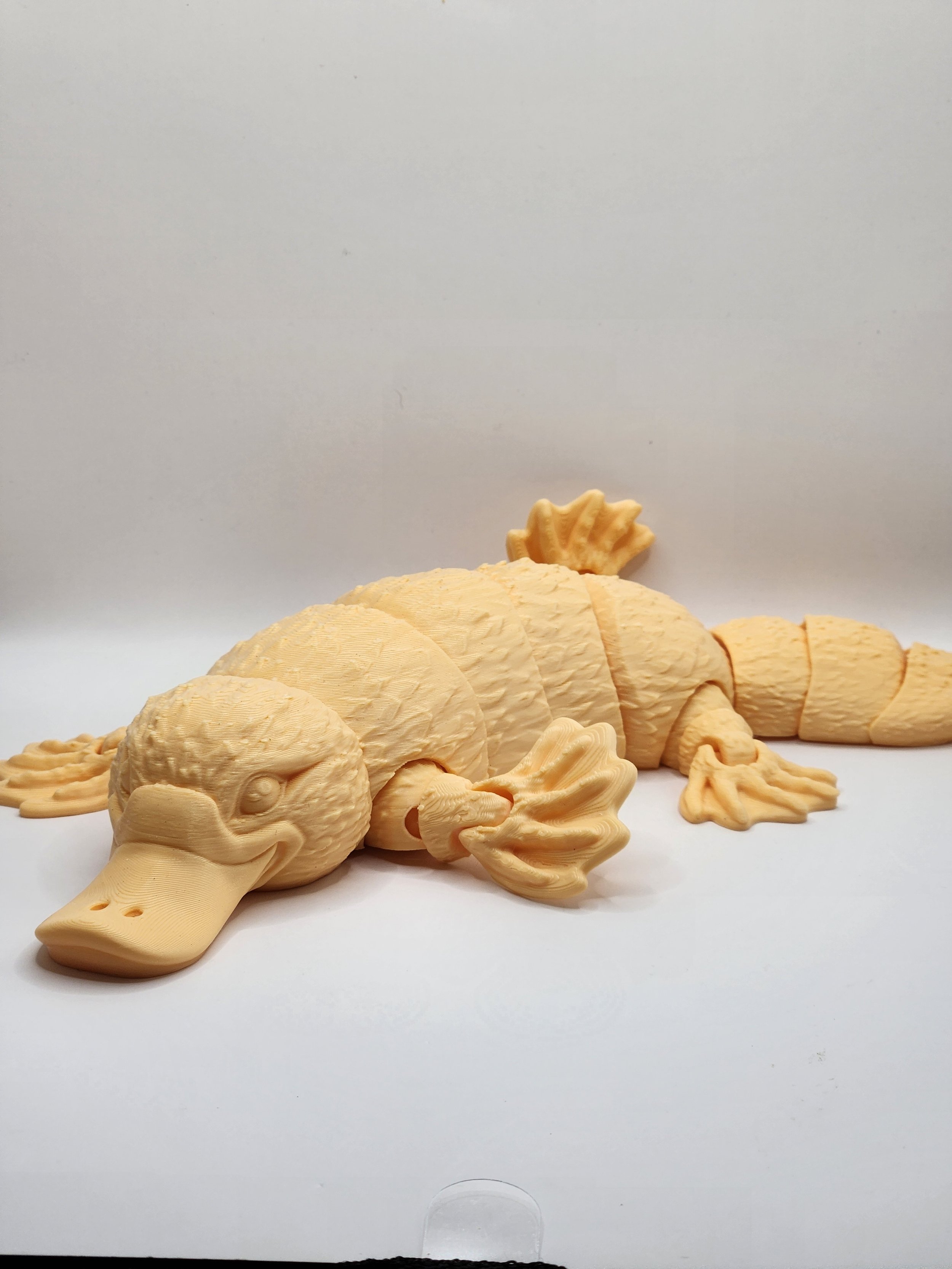Platypus 2.jpg