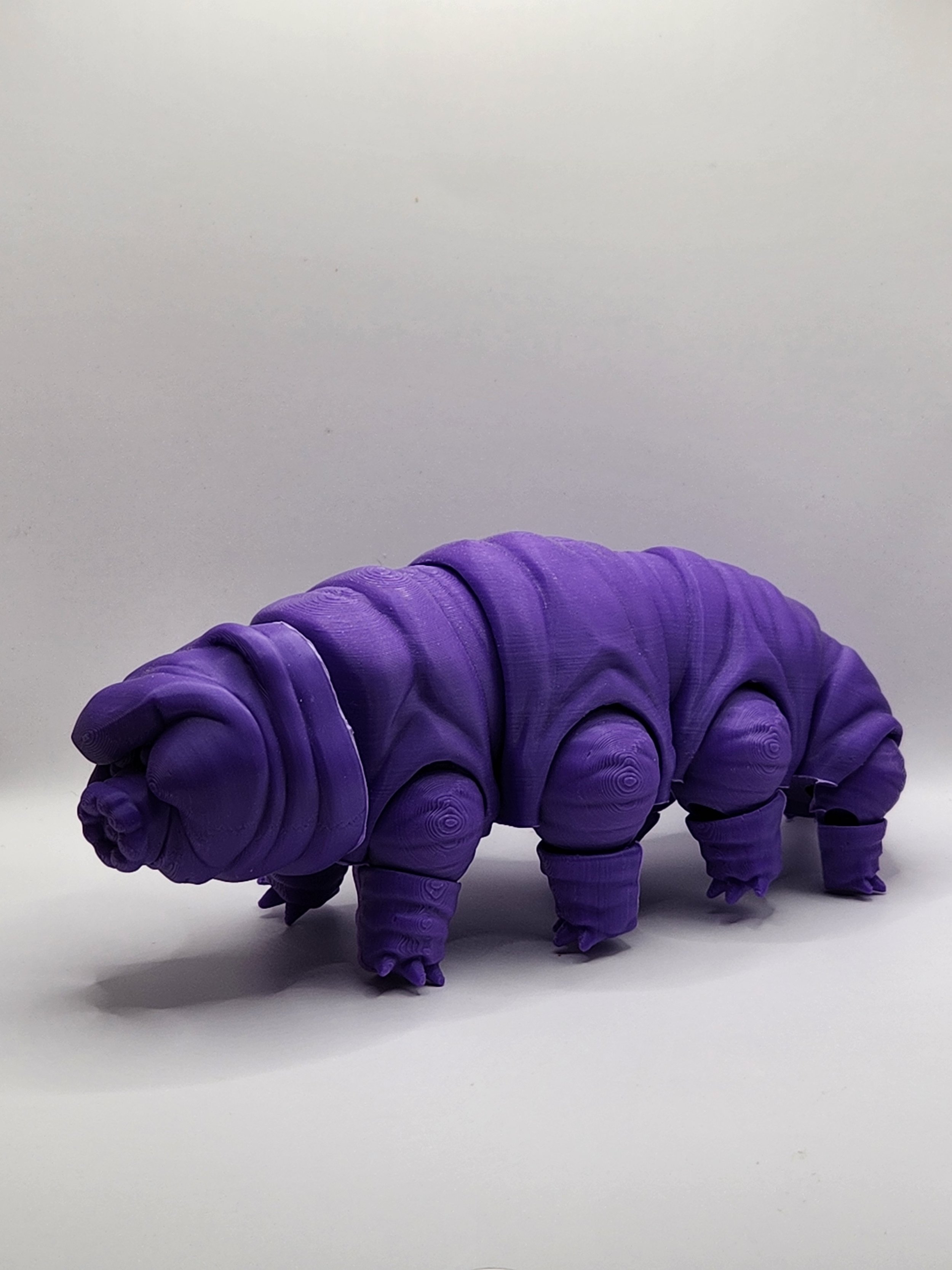 Tardigrade.jpg