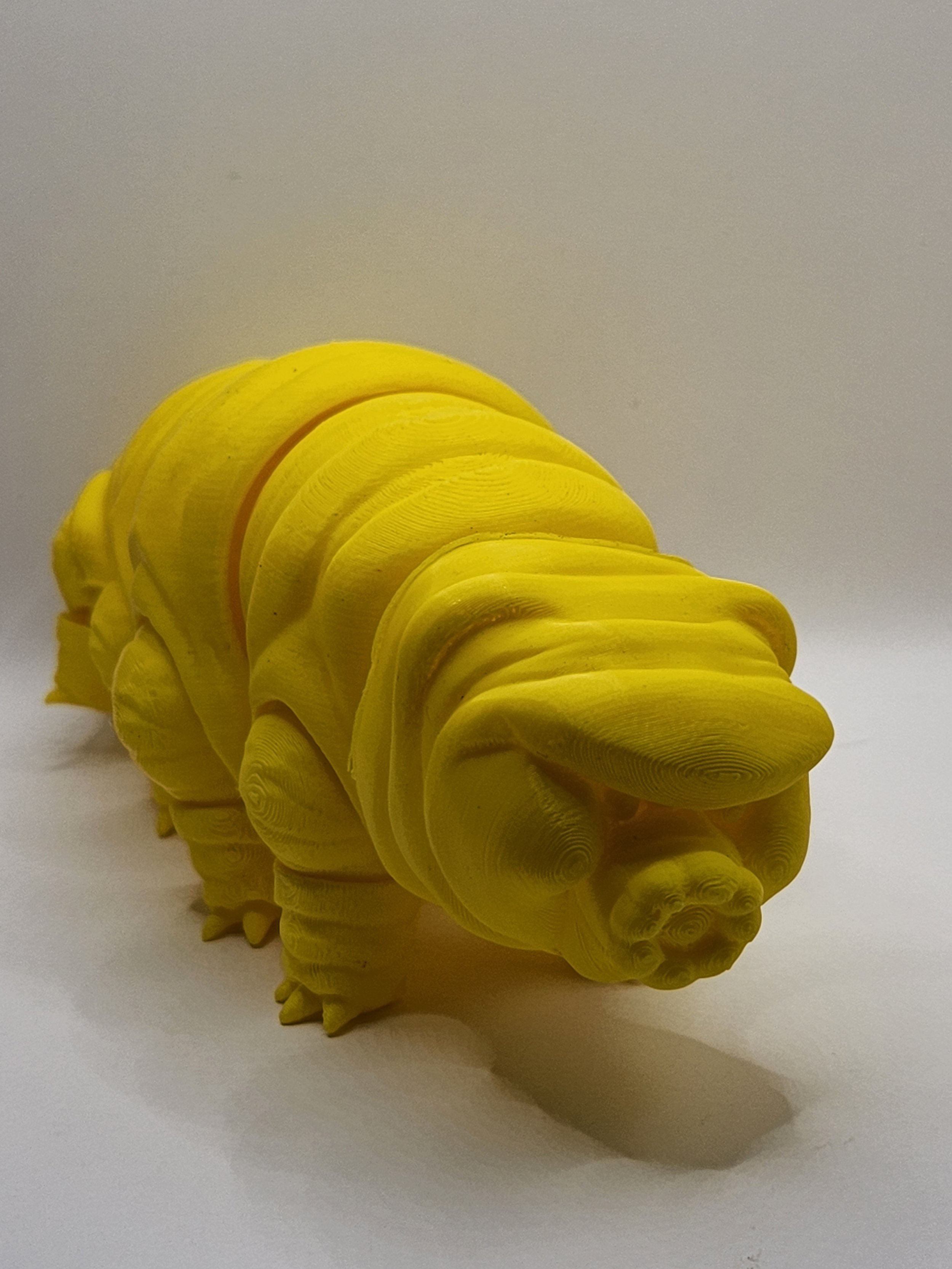 Tardigrade 5.jpg