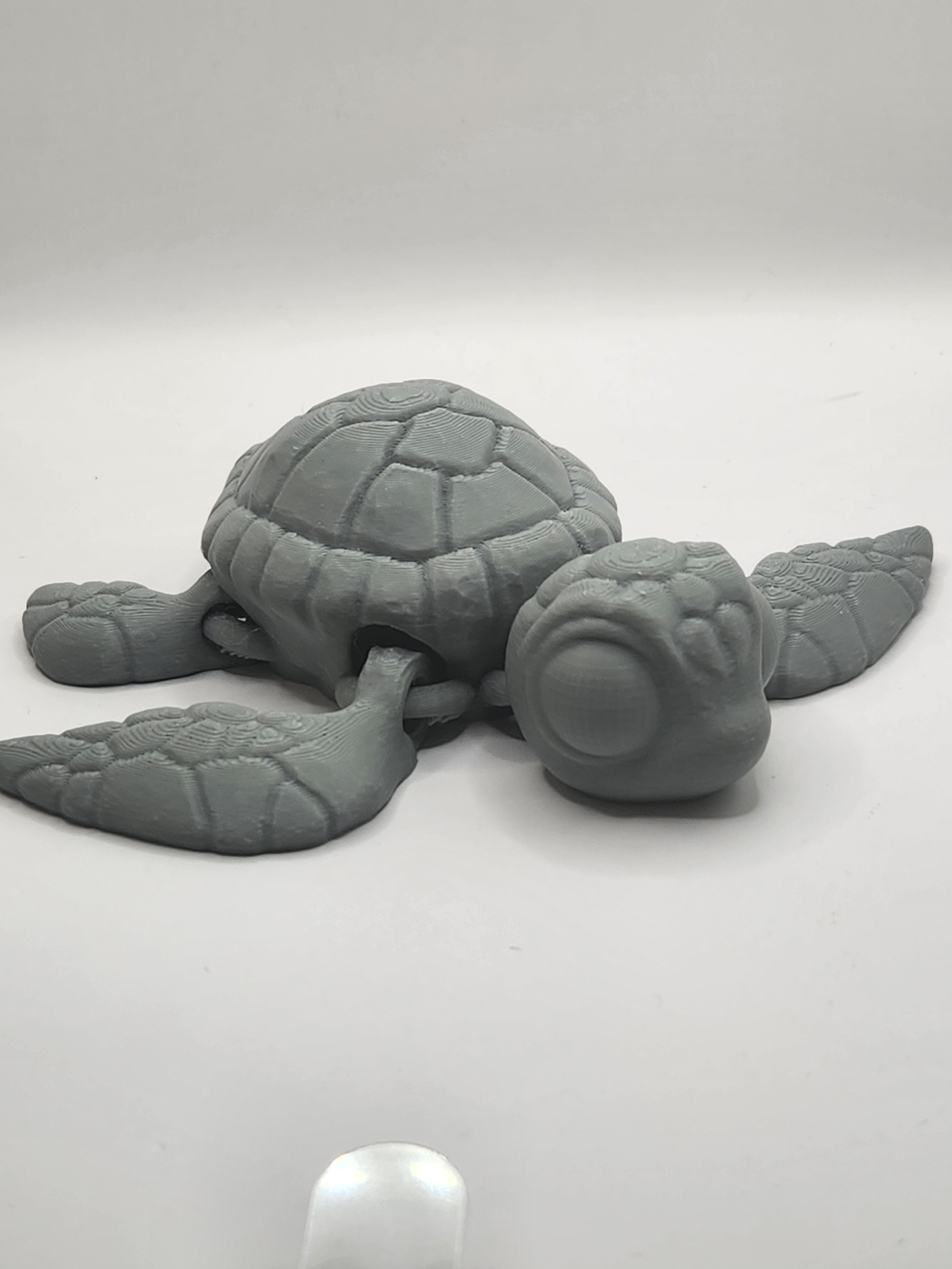 Sea Turtle Gray.jpg