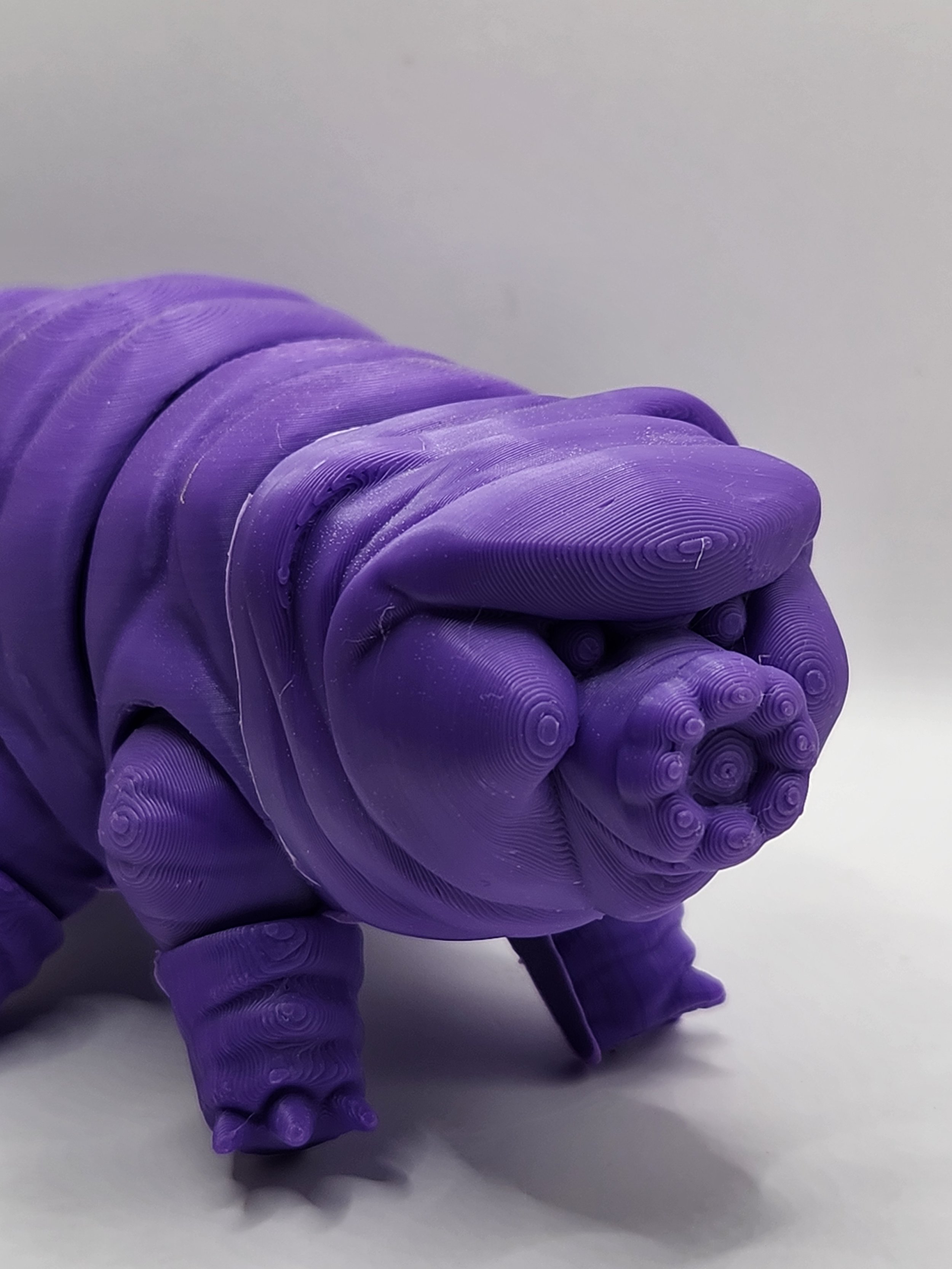 Tardigrade 3.jpg