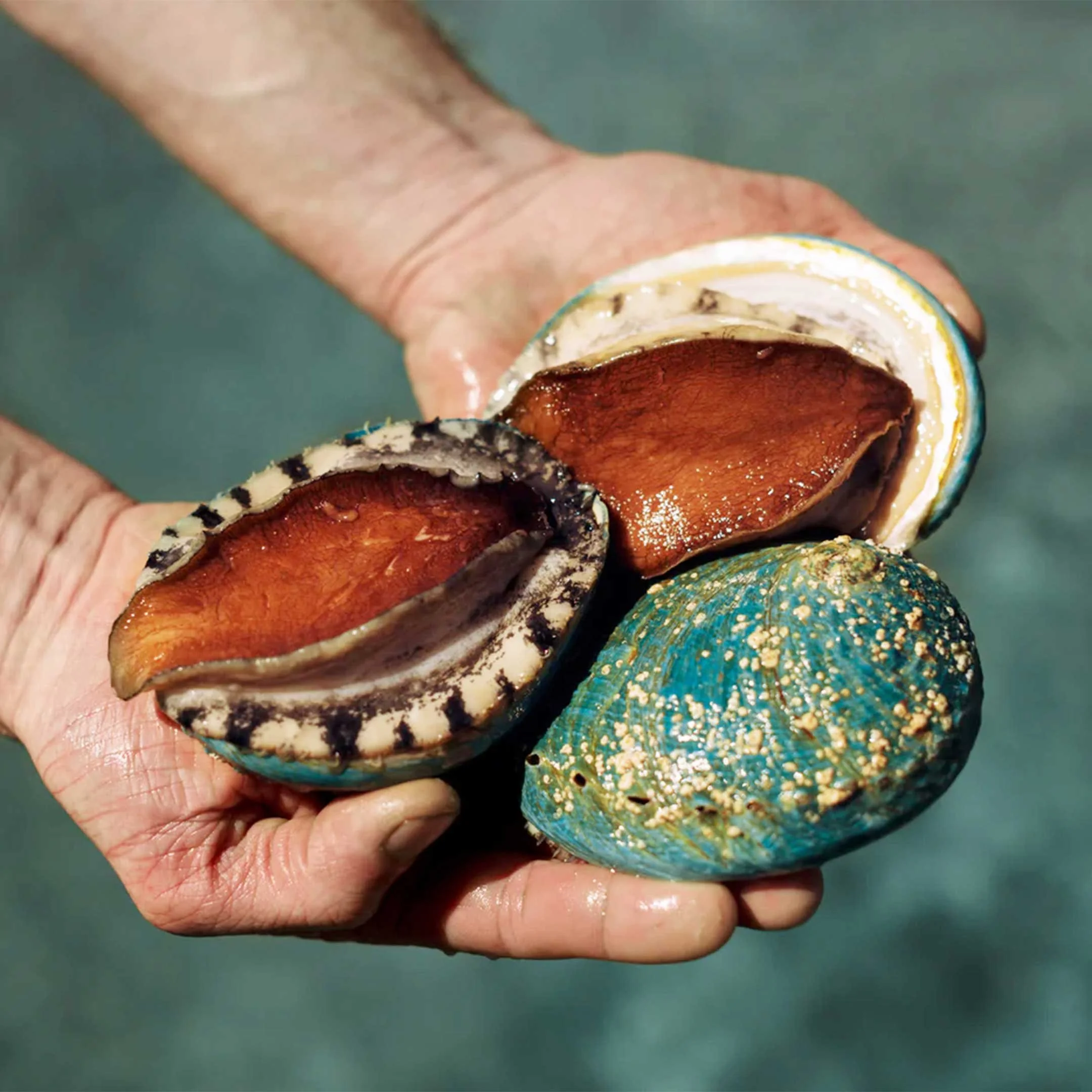 Ocean Road Abalone