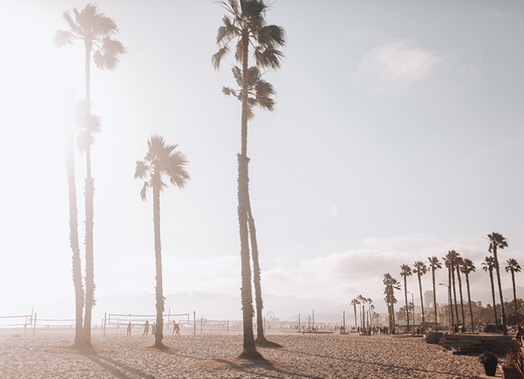 Beach scene with tall palm trees, sand, and people playing volleyball under a clear sky.