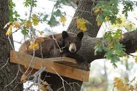 A dog lying in a wooden platform in a tree, surrounded by green leaves.