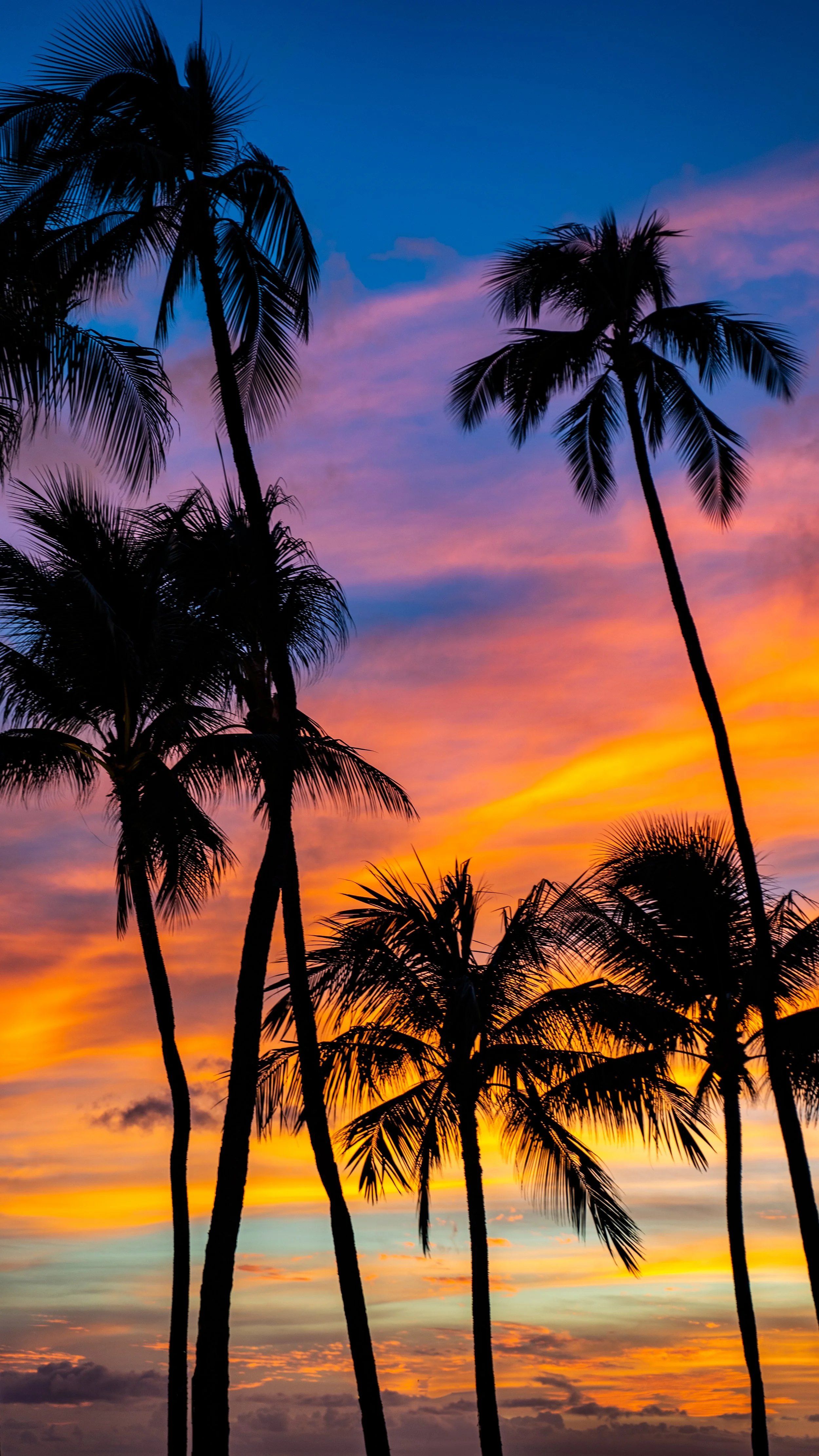 Palm_Vert_Tulum.jpg