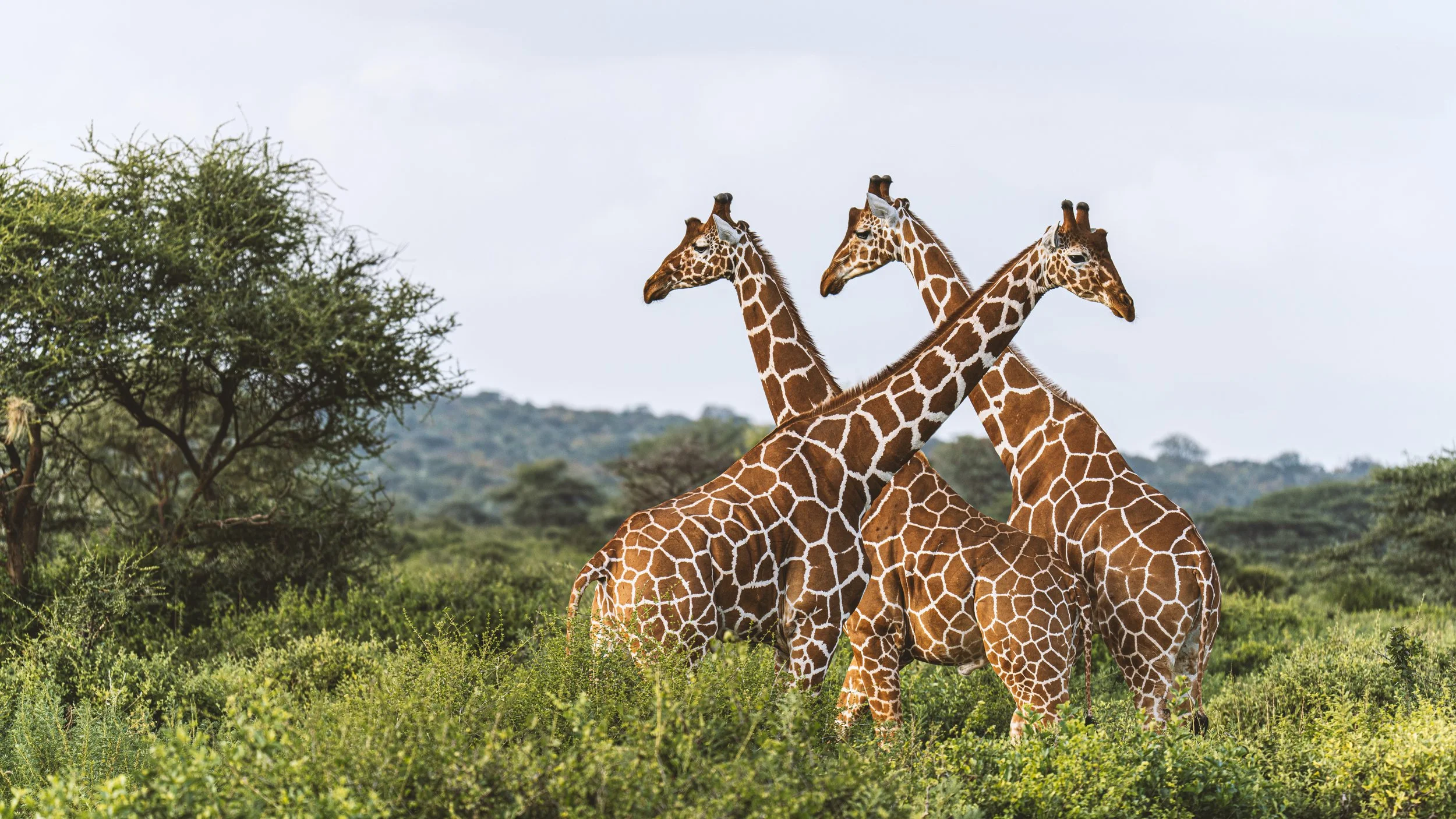 #hashtag. Kenya