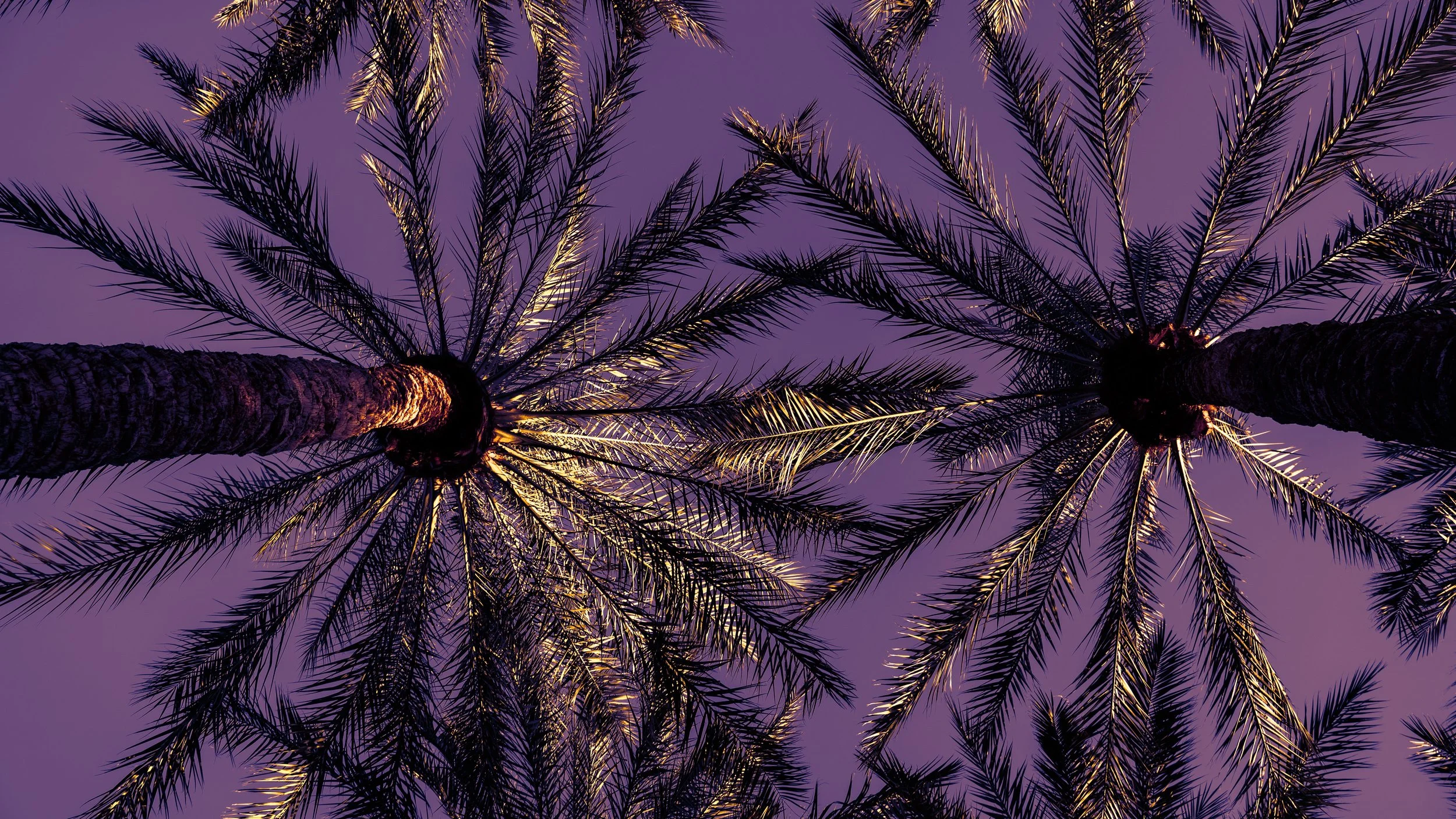 palm2.jpg
