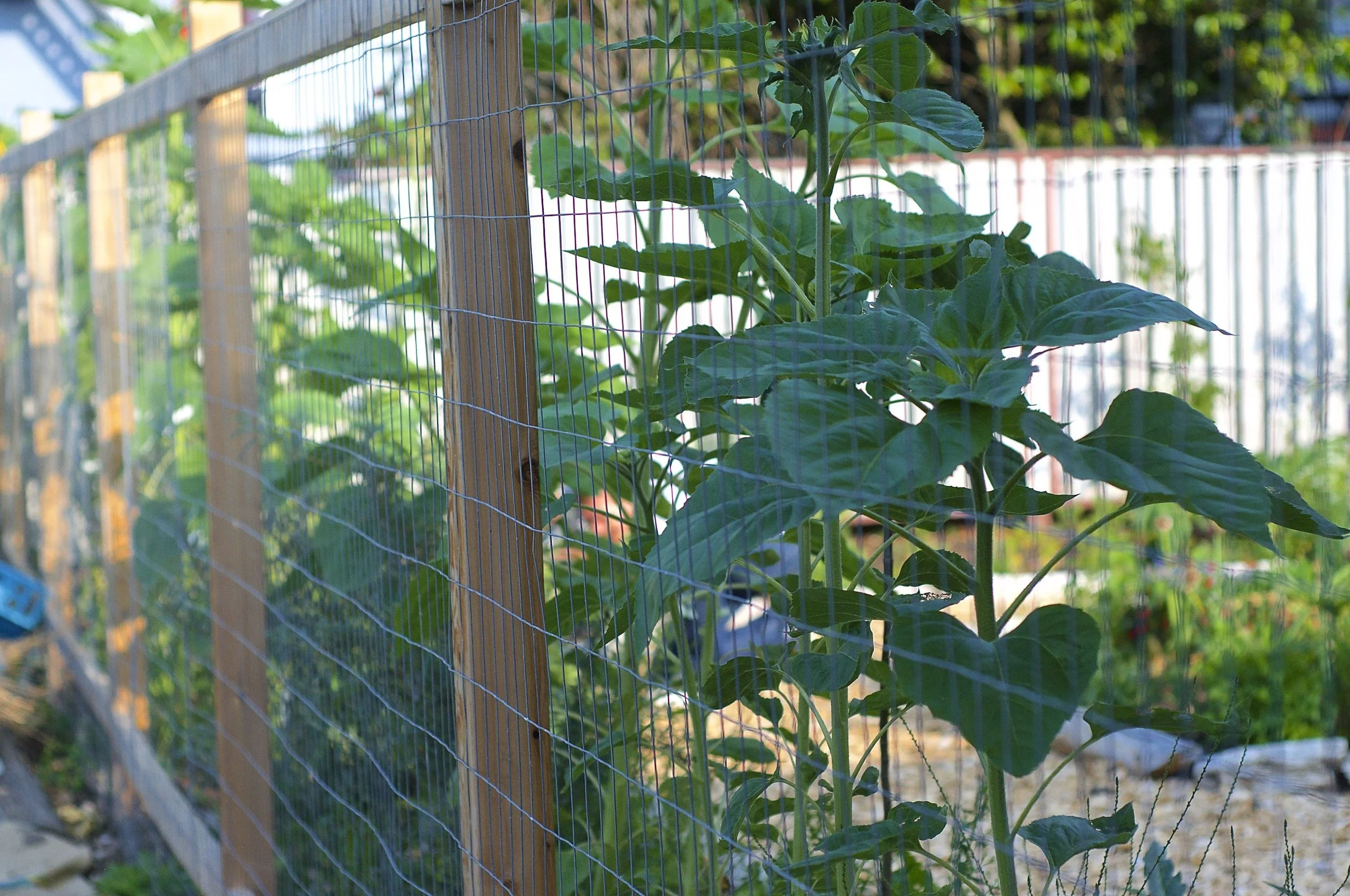 fencesunflower.jpeg