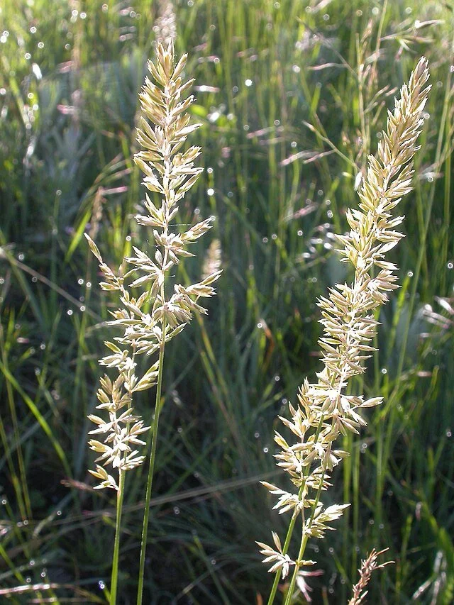 Koeleria macrantha - Prairie Junegrass