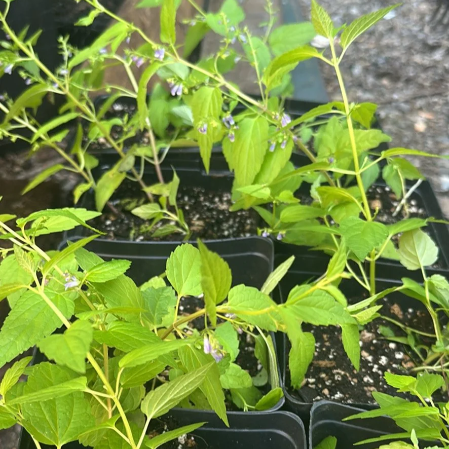 Scutellaria lateriflora - Blue Skullcap