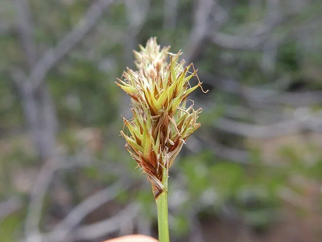 Carex pachystachya - Chamisso Sedge