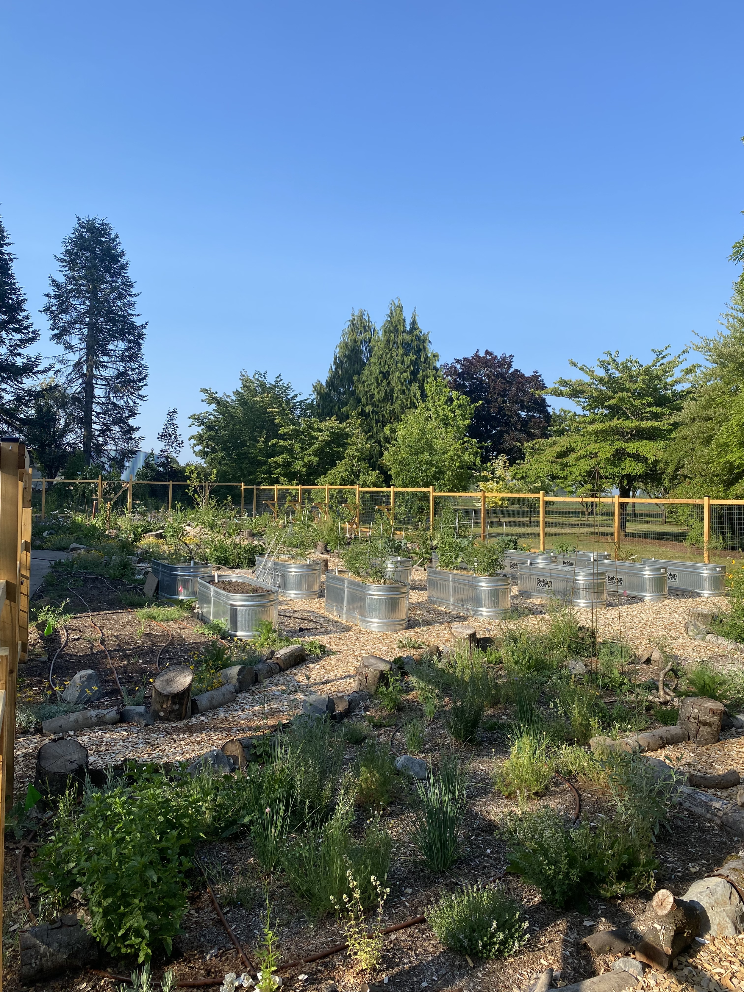 A garden with raised metal planters containing growing plants, surrounded by trees and a clear blue sky.