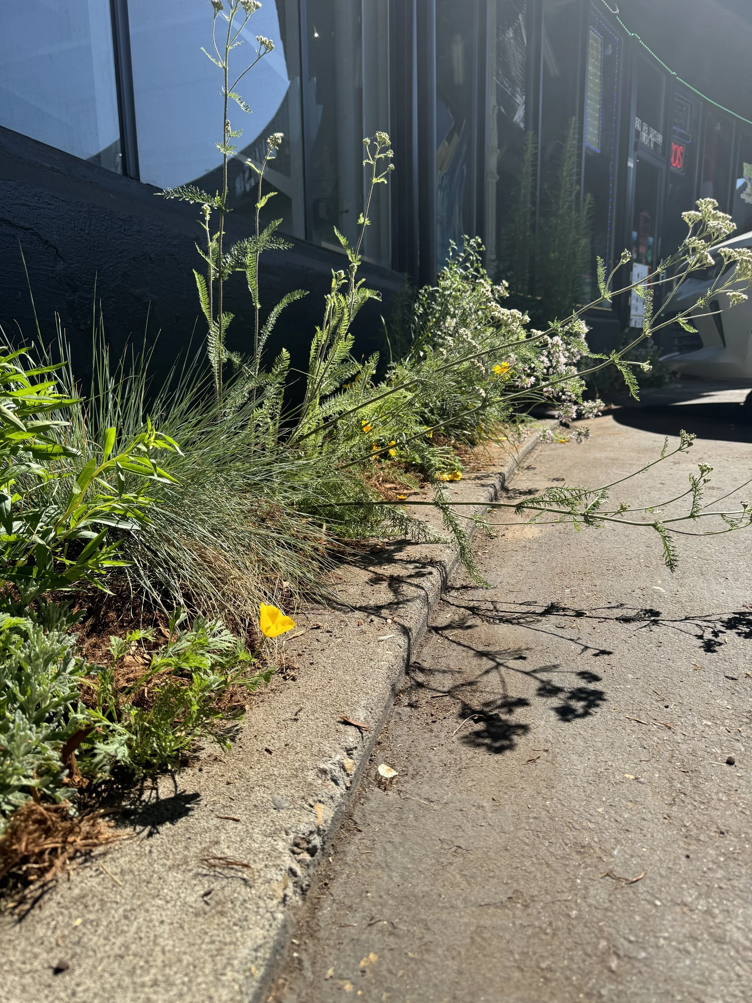 Commercial Business Center, SE Portland