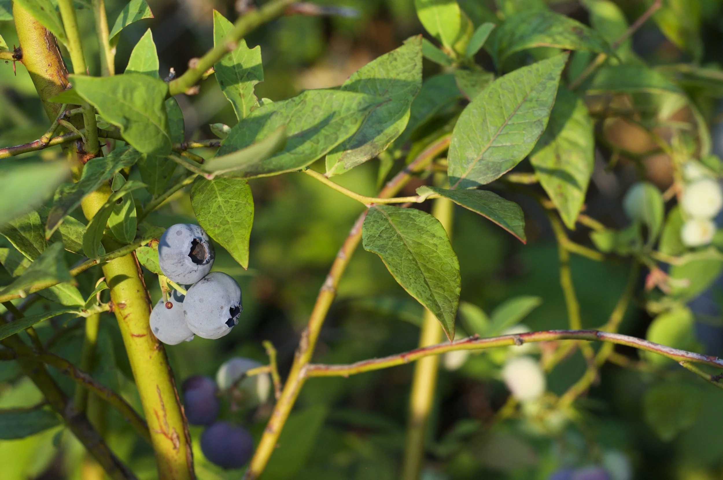 blueverry2.jpeg